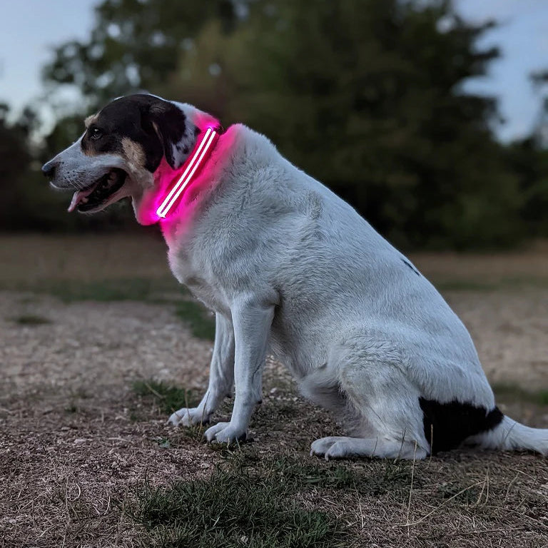 LED High Visibility Dog Collar