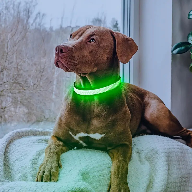 LED High Visibility Dog Collar